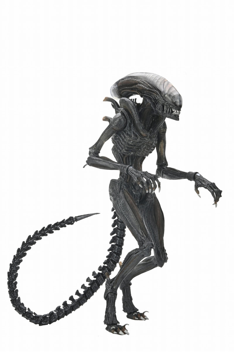 【Pre-Order】"Alien: Romulus" Ultimate Scorched Xenomorph 7-inch Scale Action Figure <Neca> [*Cannot be bundled]