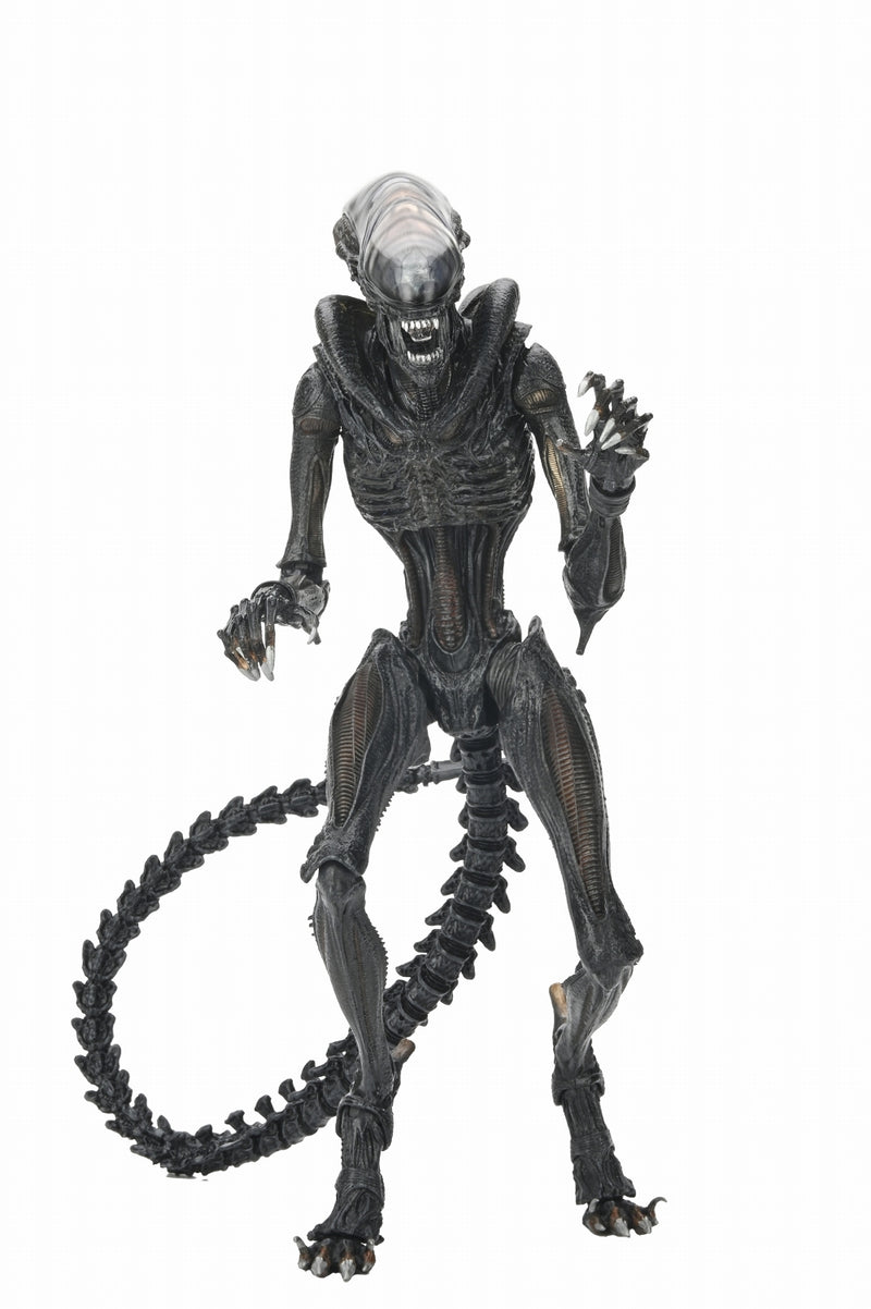 【预售】Alien: Romulus / scorched xenomorph  ULTIMATE   7英寸 可动手办《NECA 》【※同梱不可】